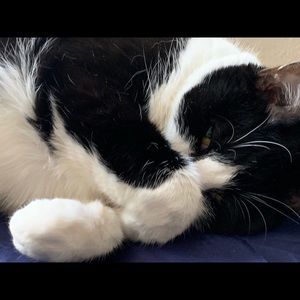 Meet your Posher, Casey